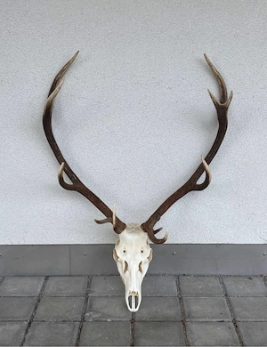 Eindrucksvolles Rothirsch-Geweih mit Schädel - 11 Ender - 110 cm Spannweite Bild 4