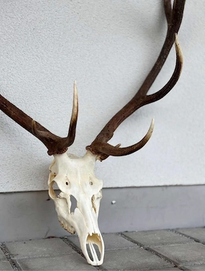 Eindrucksvolles Rothirsch-Geweih mit Schädel - 11 Ender - 110 cm Spannweite