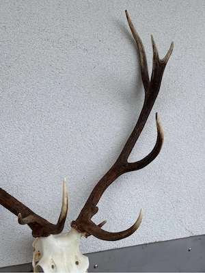 Eindrucksvolles Rothirsch-Geweih mit Schädel - 11 Ender - 110 cm Spannweite Bild 5