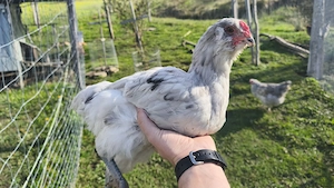 Amerauacana Splash Junghahn Junghähne 