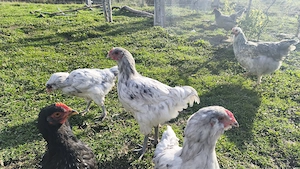 Amerauacana Splash Junghahn Junghähne  Bild 2