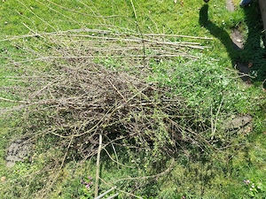 Strauchschnitt   Äste für Hochbeet-Füllung zu verschenken  Bild 2