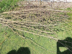 Strauchschnitt   Äste für Hochbeet-Füllung zu verschenken 