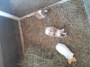 Kanninchen zum verkaufen in zwischenwasser  Bild 4