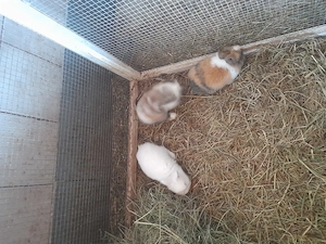 Kanninchen zum verkaufen in zwischenwasser  Bild 5