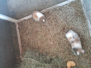 Kanninchen zum verkaufen in zwischenwasser  Bild 3