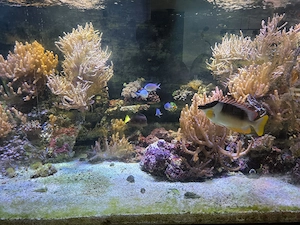Verschenke Inhalt Salzwasser Aquarium  Bild 7