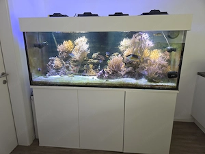 Verschenke Inhalt Salzwasser Aquarium 