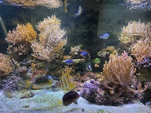 Verschenke Inhalt Salzwasser Aquarium  Bild 3