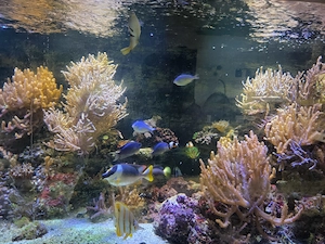 Verschenke Inhalt Salzwasser Aquarium  Bild 4
