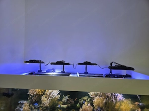 Verschenke Inhalt Salzwasser Aquarium  Bild 2