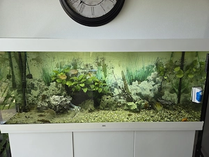 Süsswasser Aquarium  Bild 2