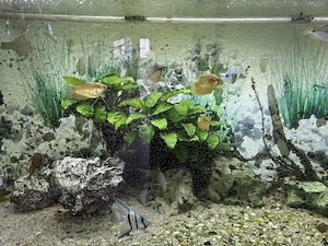 Süsswasser Aquarium  Bild 4