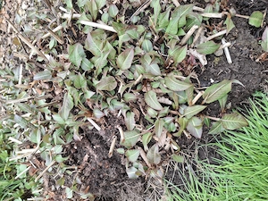 Sonnenhut und Kerzenknöterich Bild 3