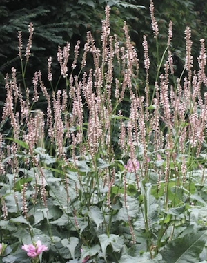 Sonnenhut und Kerzenknöterich Bild 4