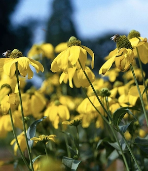Sonnenhut und Kerzenknöterich Bild 2