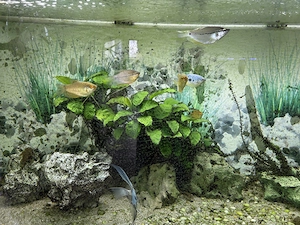 Süsswasser Aquarium  Bild 3