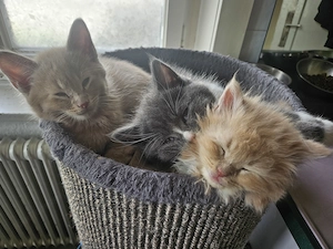 Suche Kleinkünstler, Kunsthandwerker Bild 3