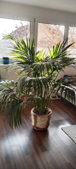 Goldfruchtpalme Bild 2