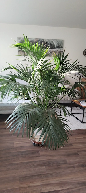 Goldfruchtpalme Bild 3