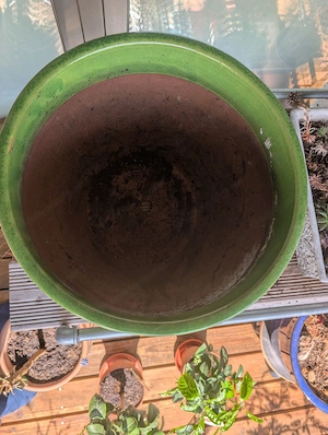 FrühlingsZeit:PflanzenZeit: Pflanztopf-Zeit Bild 4