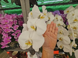 Tantrischer Austausch Bild 2