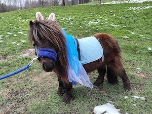 Schnupperreiten Schnupperhoftag