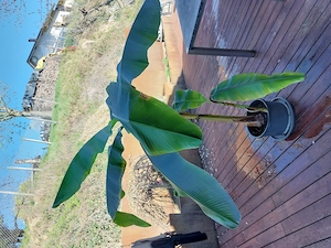 Verkaufe Bananenbaum