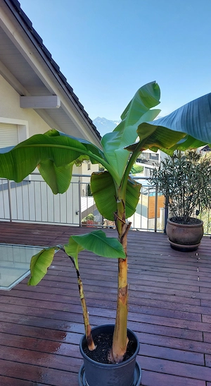 Verkaufe Bananenbaum