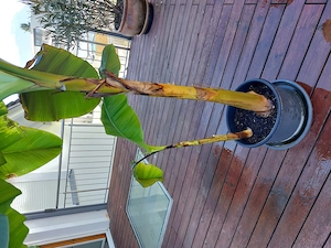 Verkaufe Bananenbaum Bild 3