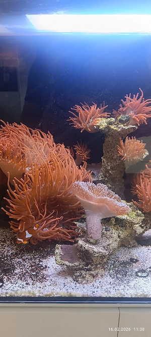 kupferanemonen  Bild 2