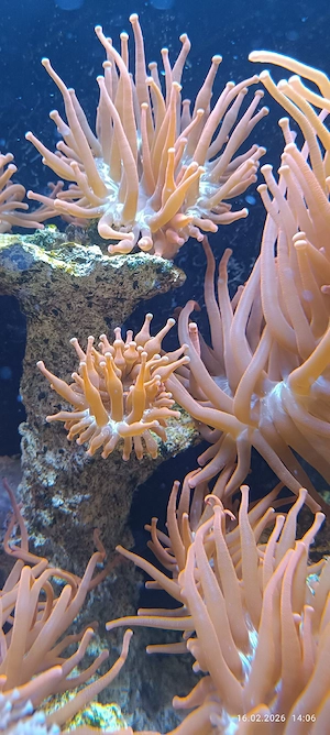 kupferanemonen  Bild 3