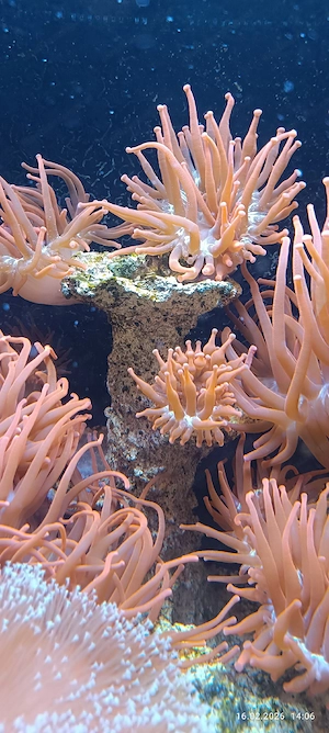 kupferanemonen  Bild 4