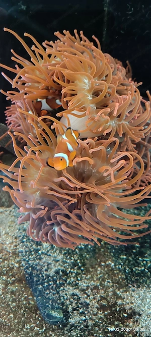 kupferanemonen  Bild 5