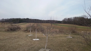 Grundstück in 7561 Heiligenkreuz 600qm - 2400qm. Keine Maklerkosten !! Mit Notarvertrag ! Bild 3