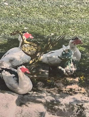 2 Enten   Moschusenten zu vergeben Bild 2