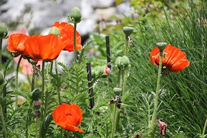 Mein Garten braucht unbedingt Hilfe