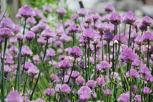 Hobbygärtner aufgepasst - ich suche Hilfe im Garten
