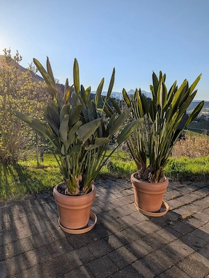 Strelitzien - Papageiblumen im Topf 