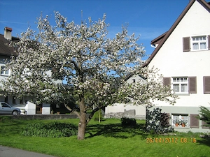 Haus in Lustenau, sehr günstig zu vermieten.