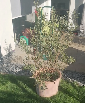 Olivenbaum im Topf Bild 2