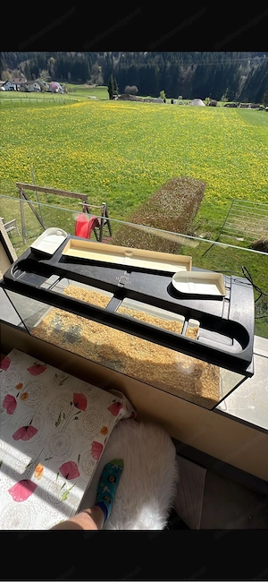 Hamstergehege Aquarium Bild 3