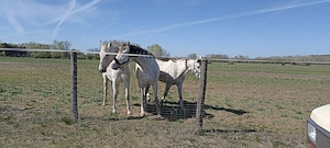 Offenstall- & Weideplätze   Ruhiger Senioren Pferdehof in Südungarn  Bild 3