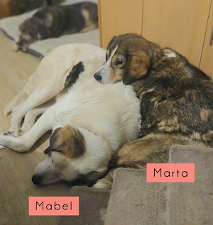 Marta und Mabel - NOTFALL Österreich Bild 6