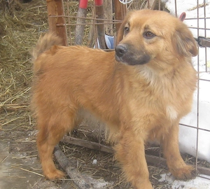 Rina sehnt sich nach kuscheligem Zuhause - NOTFALL 