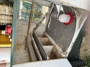 Hühnerstall  Bild 4