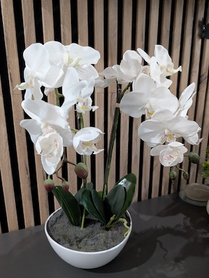 Orchidee weiß Bild 2