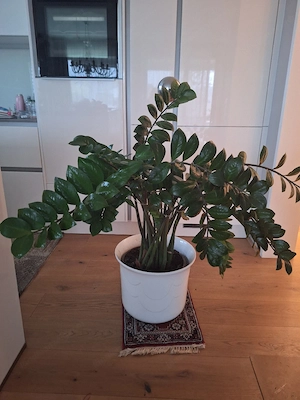 Glücksfeder zu verschenken 