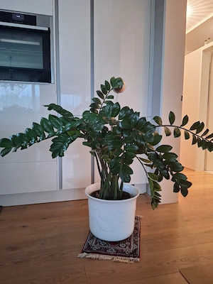 Glücksfeder zu verschenken  Bild 2