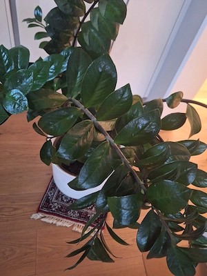 Glücksfeder zu verschenken  Bild 3